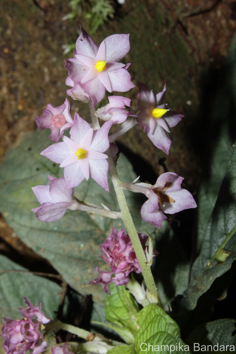 Neurocalyx calycinus (R.Br. ex Benn.) B.L.Rob.
